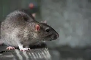 Close-up of a rat, underscoring the importance of professional wildlife control services in Winter Park to manage and eliminate rodent infestations.