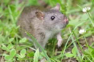 rodents rats mice Apopka wildlife control FL