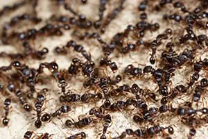 Close-up of ant infestation highlighting the need for Apopka pest control services.