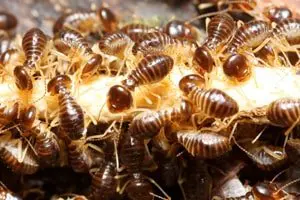 avalon park termite control fl