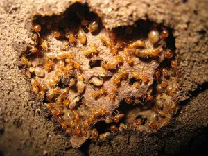 chuluota termite control fl