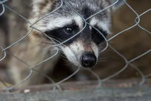 raccoon oviedo wildlife control fl