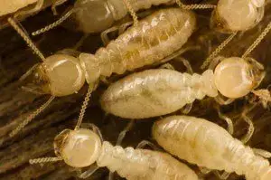sanford termite control fl