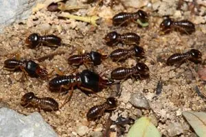 big ants on the ground in chuluota pest control FL