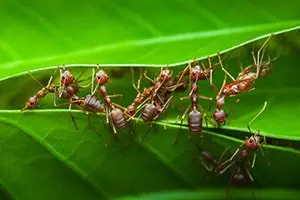 ants colony leaf college park pest control fl