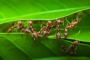 ants colony leaf kissimmee pest control fl