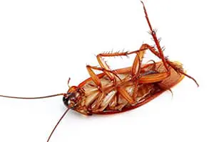 cockroach lake nona pest control exterminator fl