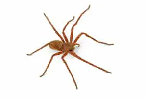 spider lake nona pest control exterminator fl