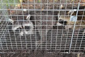 raccoons hunter's creek wildlife control fl
