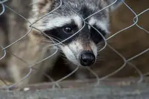 Raccoon behind a wire fence, highlighting the necessity of professional wildlife control services in Winter Park to manage and remove invasive animals.