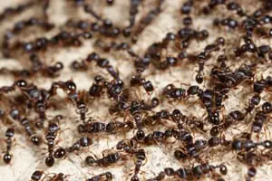 ant colony crawling on ground in oviedo pest control fl