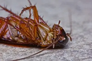 Oviedo Pest Control Dead Cockroach