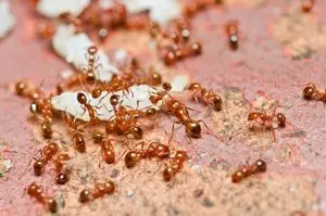 red ants colony chuluota pest control FL