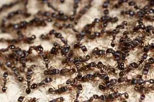 ant colony winter springs pest control fl