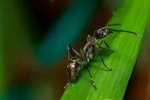 black ant sanford pest control fl