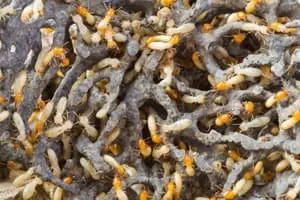 altamonte springs termite control fl