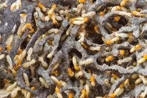 lake mary termite control fl