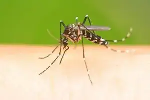 windermere mosquito control fl