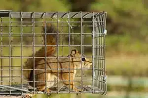 Squirrel trapped in a cage, illustrating the need for professional wildlife control services in Winter Park to handle and remove unwanted animals.