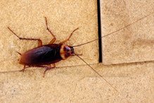 cockroach orlando pest control fl
