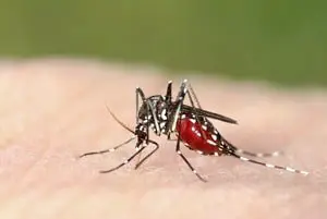 apopka mosquito control fl
