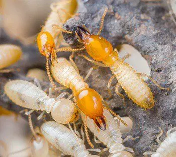 clermont termite control fl