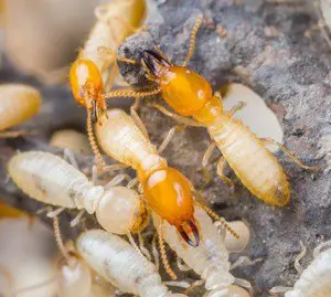 College Park termite control FL