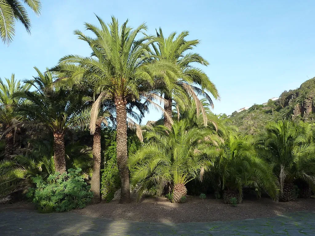 tree and palm care in yard fl
