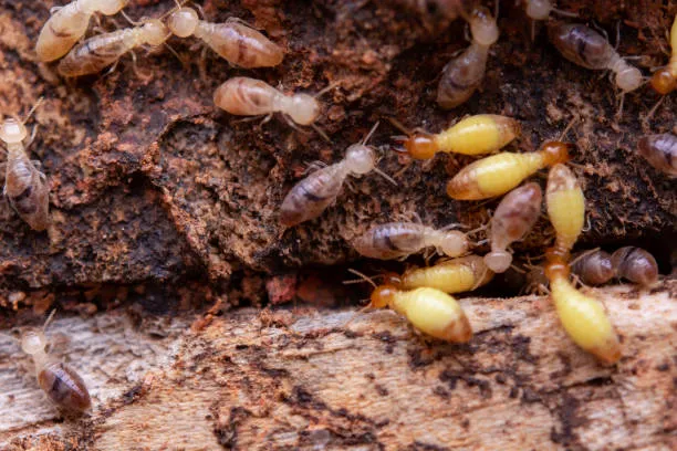 avalon park termite control fl