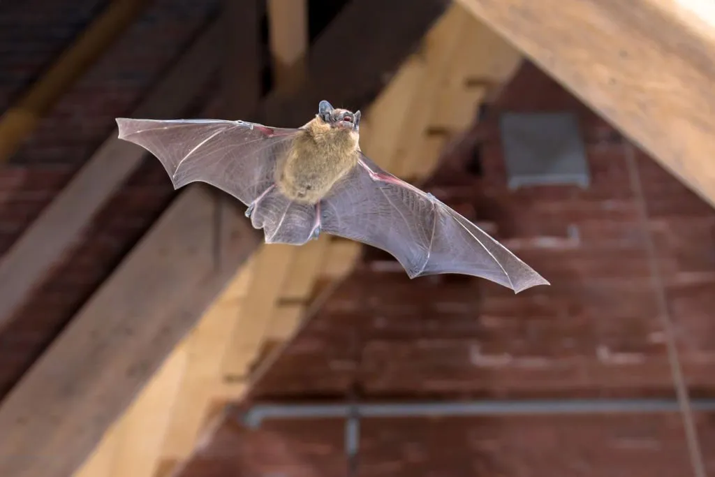 bats attic oviedo wildlife control fl
