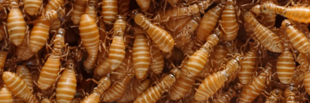 colony of termites dst