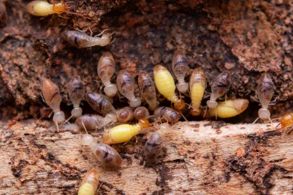 kissimmee termite control fl