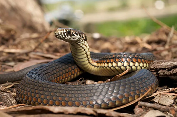 snake lake nona wildlife control fl