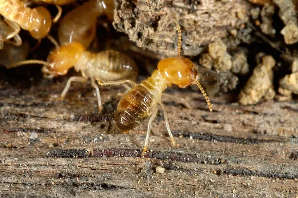 ocoee termite control fl