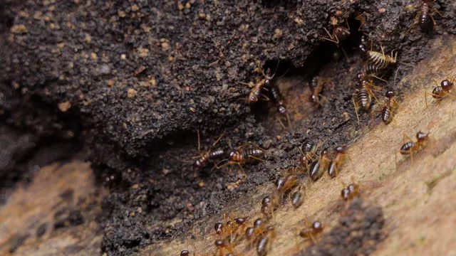 winter garden termite control fl