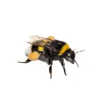 american bumble bee identification