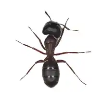 ant household pests identification