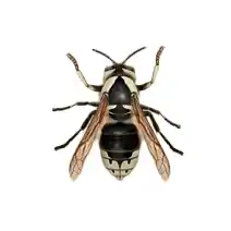 bald faced hornet identification