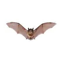 Nuisance Wildlife Identification bat