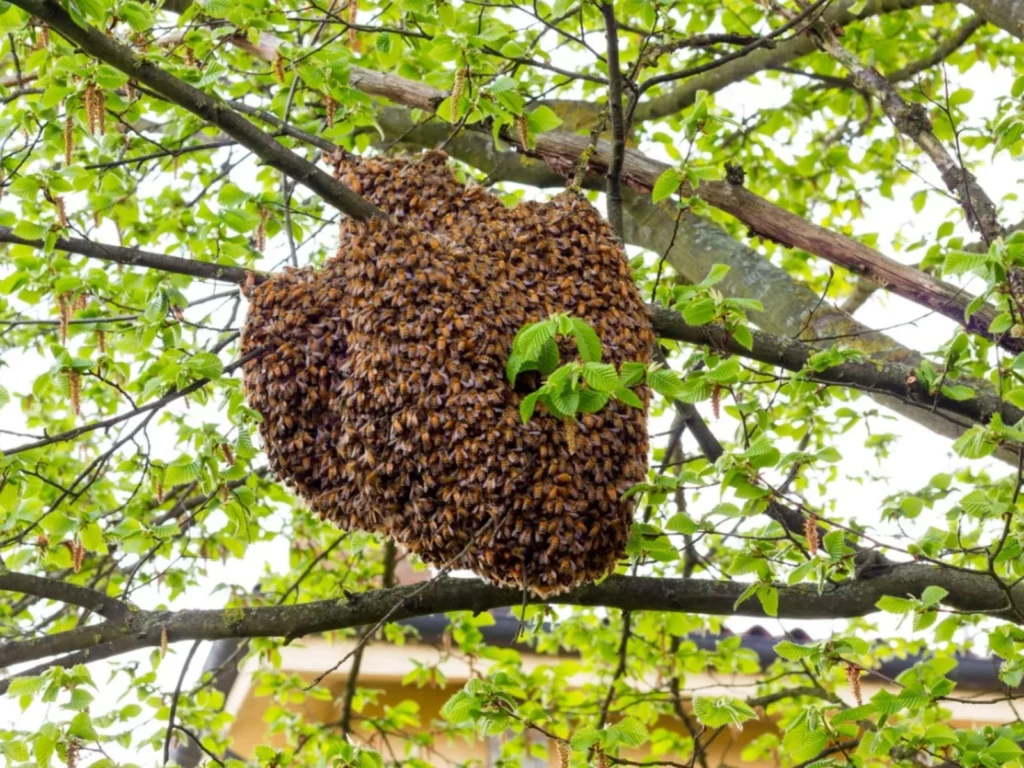 bee hive pest control fl