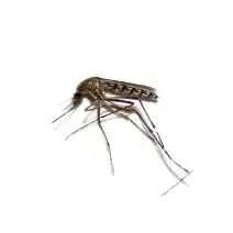 mosquito identification - black salt marsh