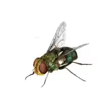 blow fly identification