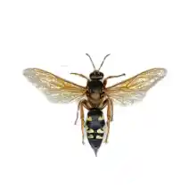 cicada killer wasp identification