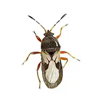 chinch bug Identification