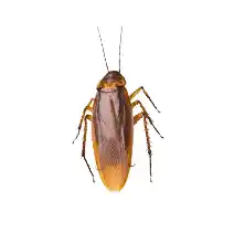 cockroach identification