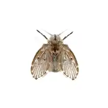 drain fly identification