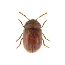 pantry pests identification drugstore beetle