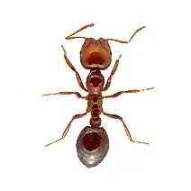 lawn pests identification fire ant