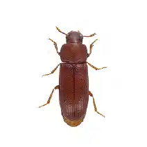 pantry pests identification flour beetle