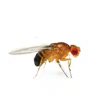 fruit fly identification